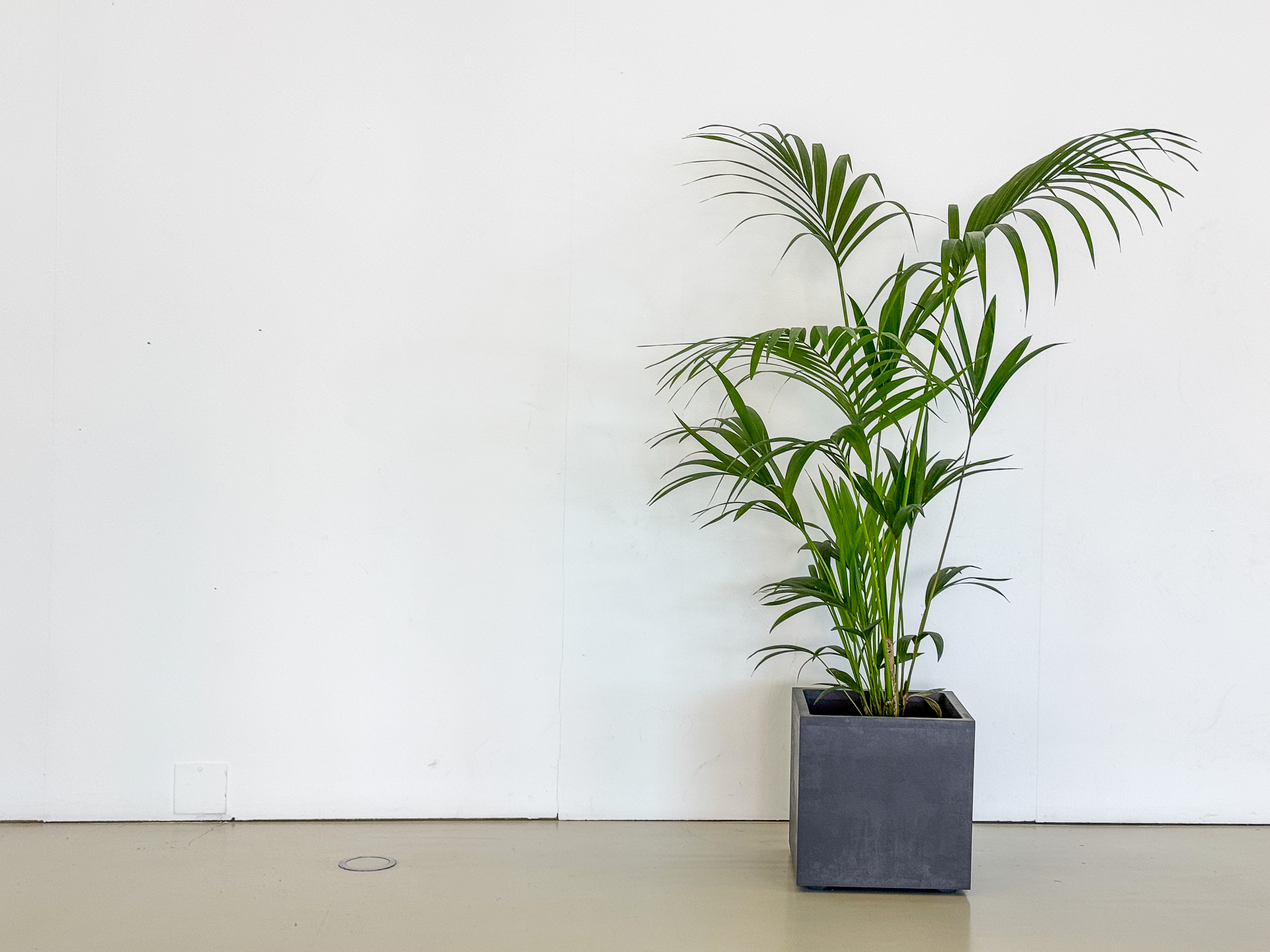 The image features a tall green potted plant with long, slender leaves, placed in a dark square planter against a plain white wall. The minimalistic setting emphasizes the plant’s fresh and natural aesthetic, with a clean, modern look. The floor is neutral-colored, complementing the simple and elegant composition.