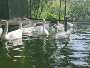 Domestic geese are swimming in the water