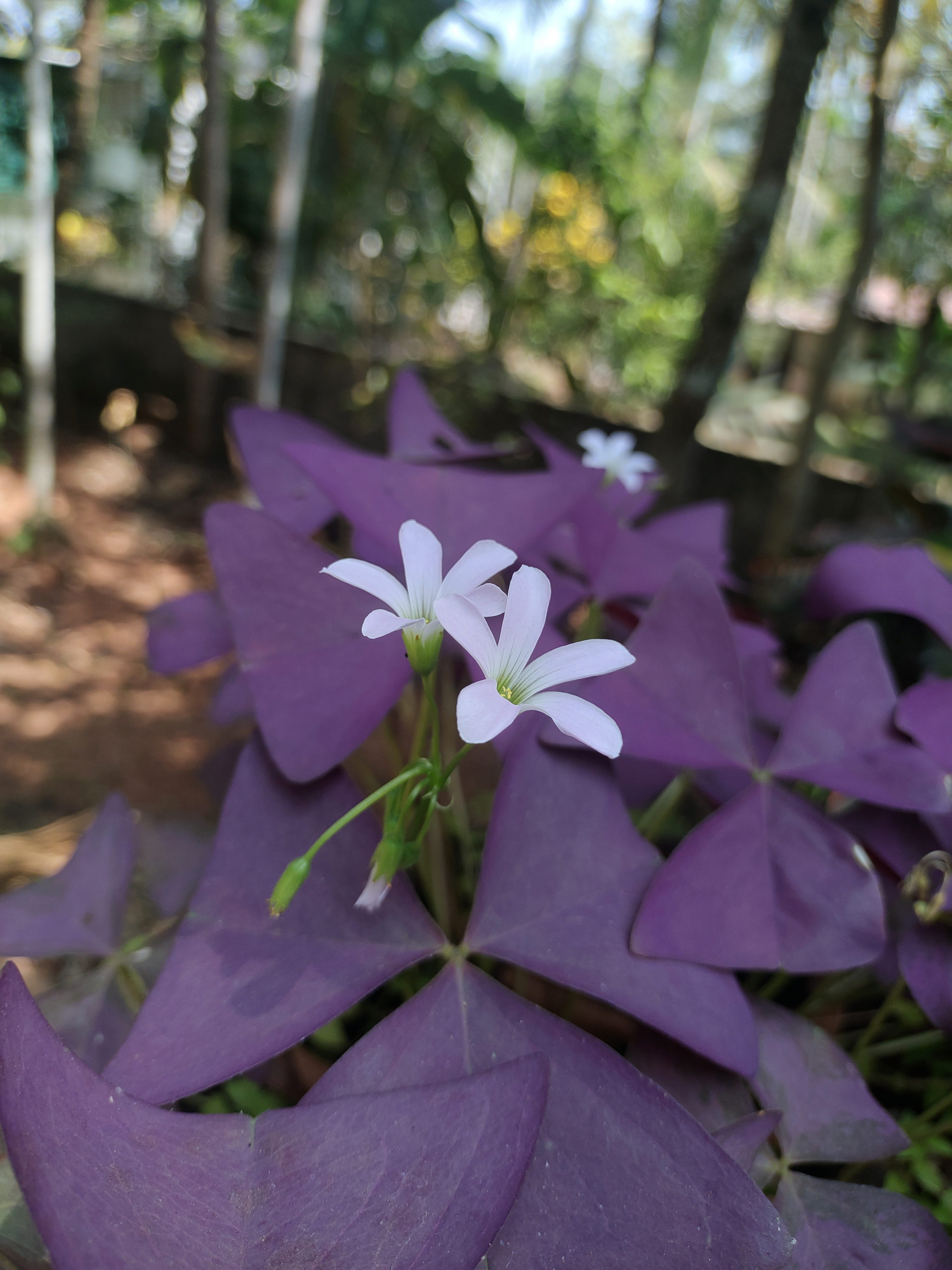 Delicate white blossoms peek through a vibrant tapestry of deep purple leaves.