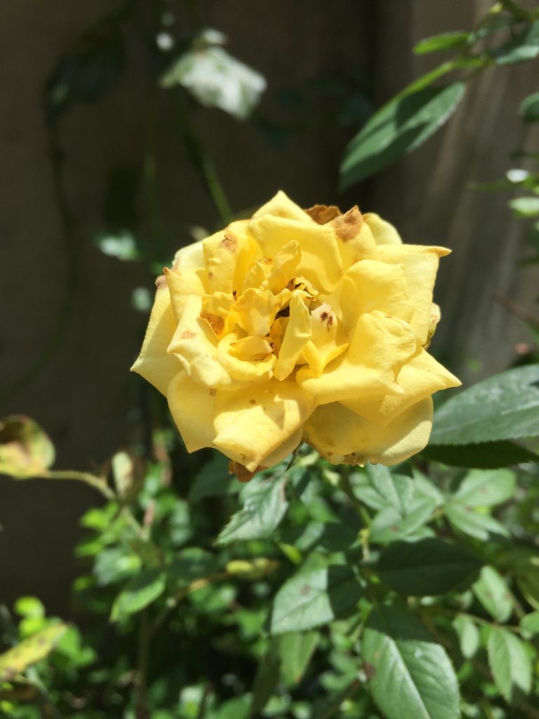 A close-up image of a yellow rose in bloom, with some browning on the petals, surrounded by green leaves against a blurred background.