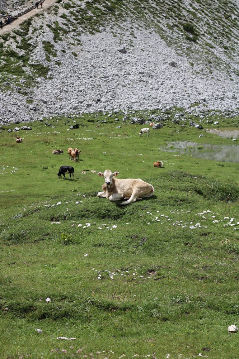 A serene landscape with several cows resting and grazing on a lush green hillside. The background features a rocky slope with sparse vegetation.