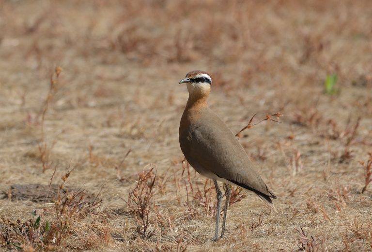 A Indian courser bird with brown plumage and a distinctive white and black stripe on its head standing on dry grass.