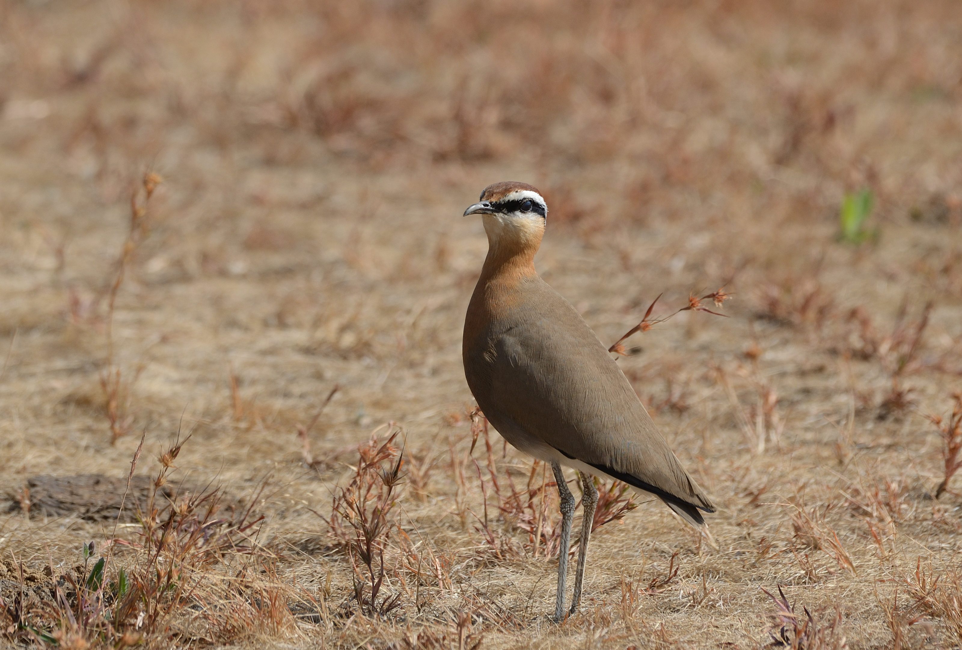 

A Indian courser bird with brown plumage and a distinctive white and black stripe on its head standing on dry grass.
