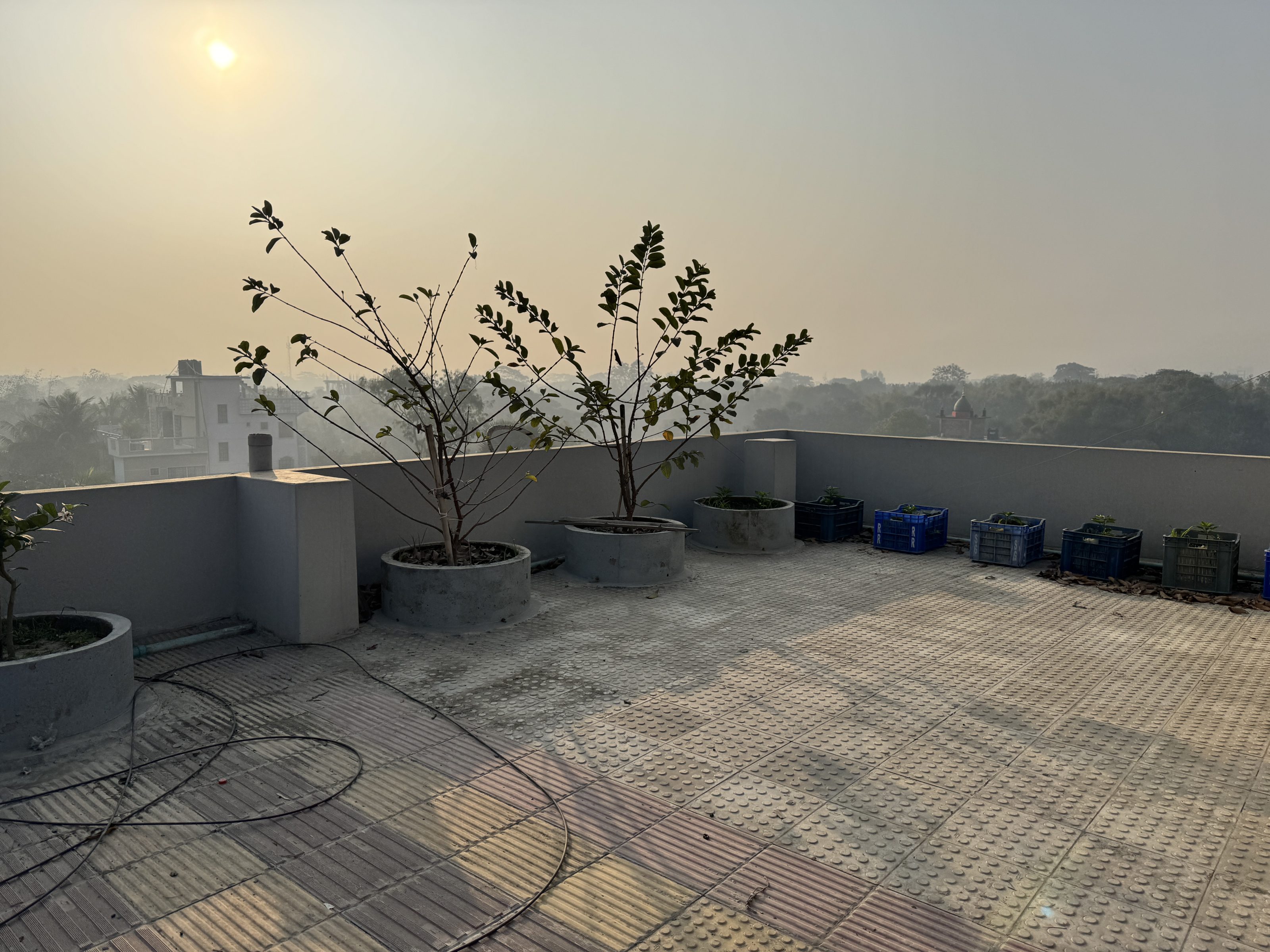 A rooftop garden with several potted plants in large containers and smaller plants in blue crates, under a hazy sky with the sun visible. There's a background view of buildings and trees in the distance.