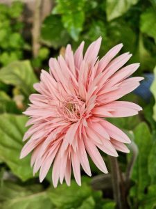 Side view of a vibrant pink Gerbera daisy bloom.
