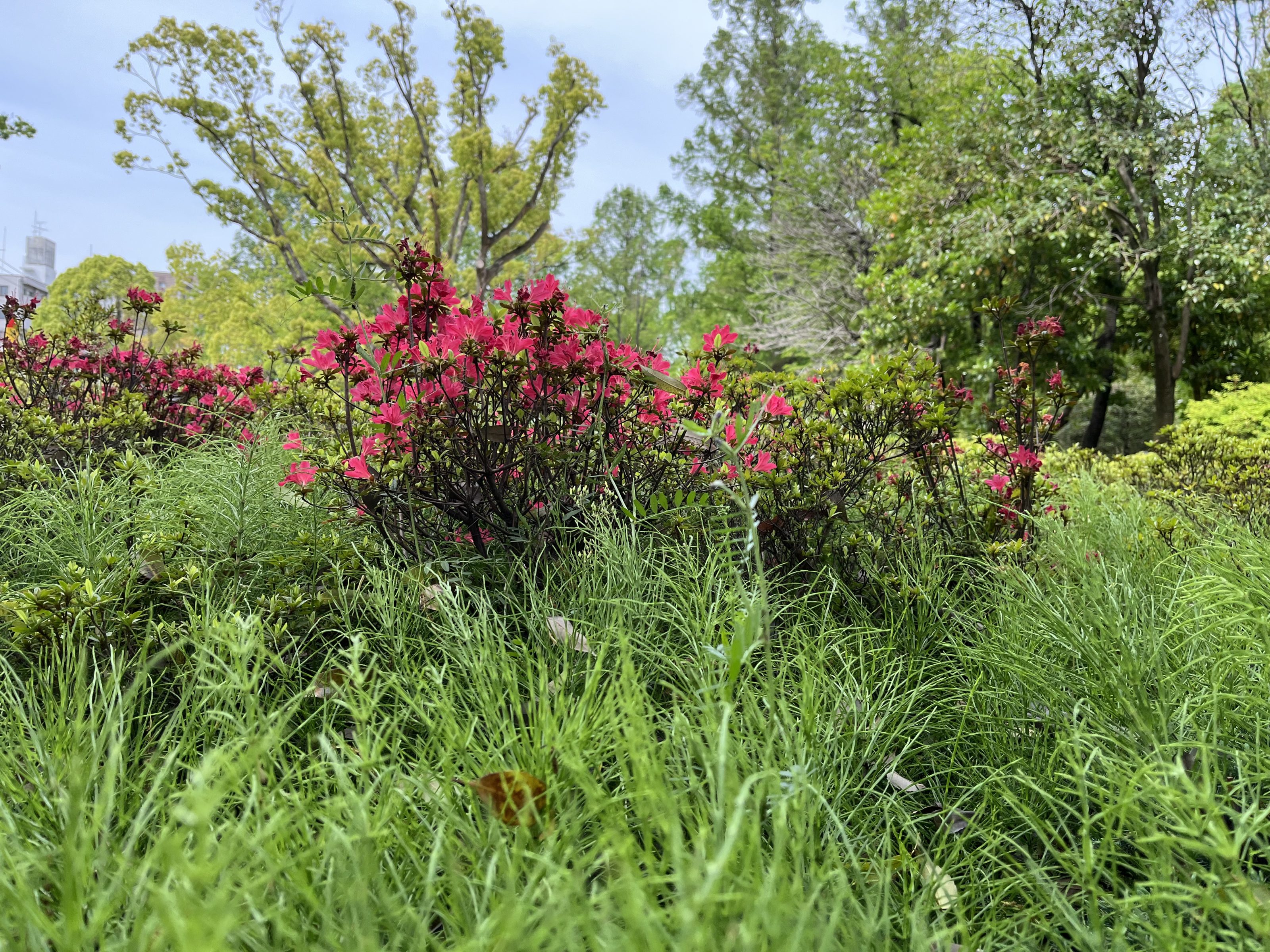 A lush garden with vibrant pink flowers and dense green foliage, surrounded by a variety of trees under a clear sky.