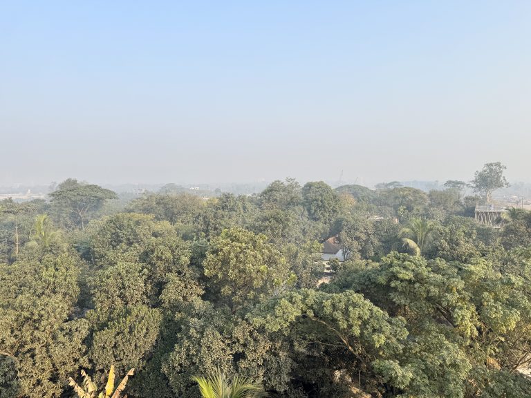 Aerial view of a densely forested area with various tree species, under a clear blue sky. In the distance, there are glimpses of urban structures partially obscured by haze.