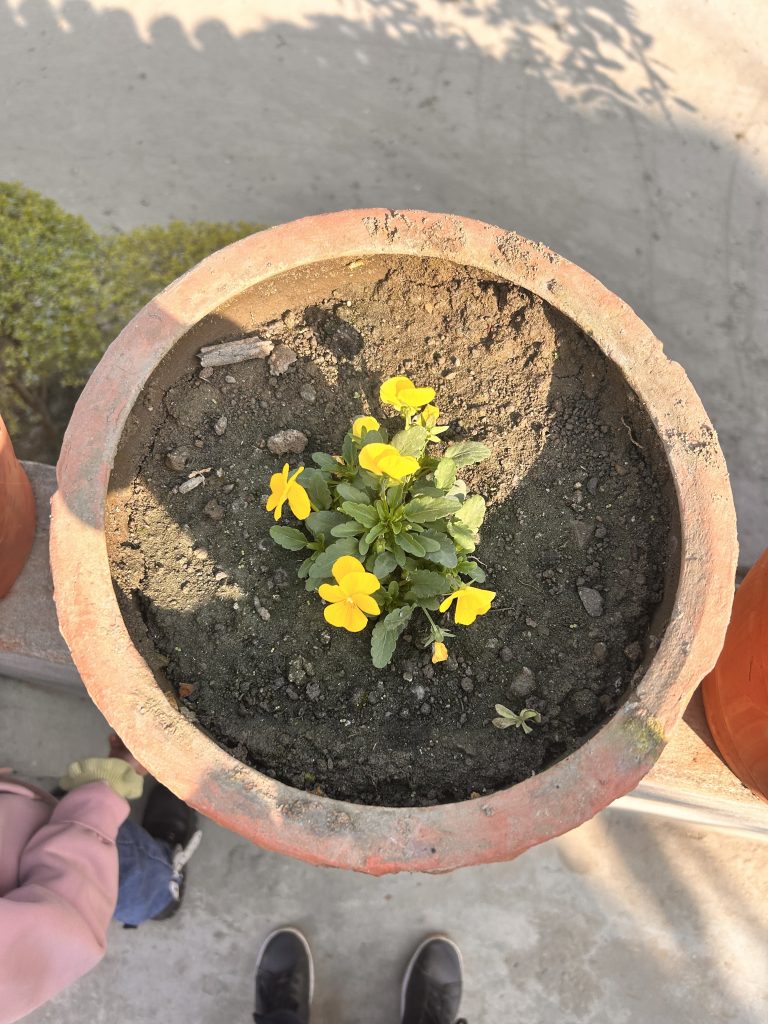 A terracotta pot containing a small plant with bright yellow flowers, placed on a concrete surface