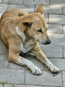 A street dog is relaxing on the middle of a footpath in Kolkata.