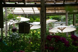 A Japanese garden with plants, flowers and bamboo umbrellas