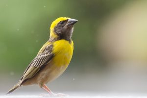 The baya weaver is a weaverbird found across the Indian Subcontinent and Southeast Asia. 