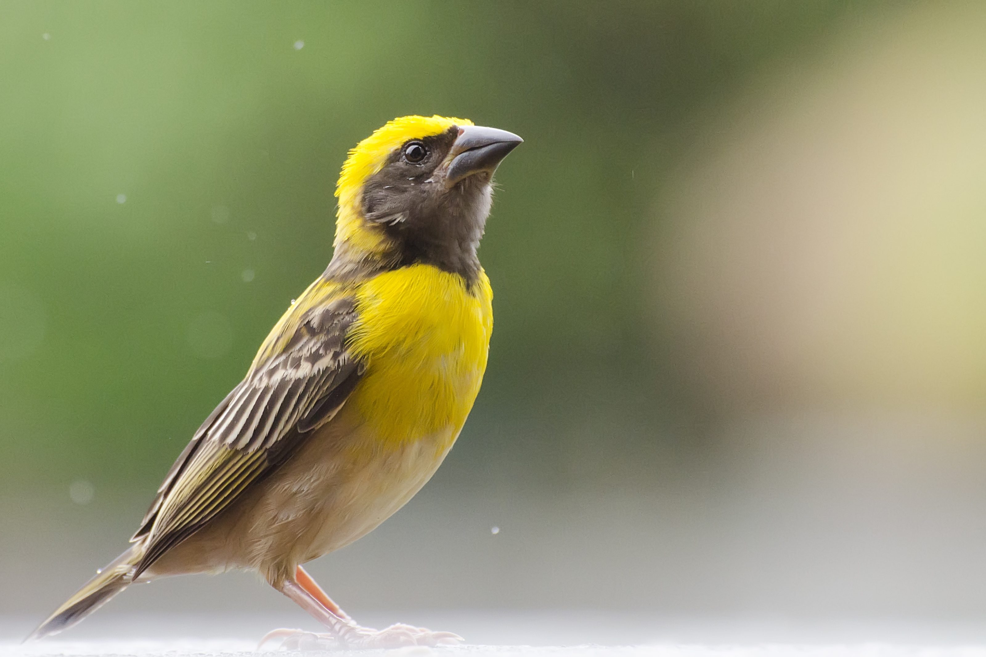 The baya weaver is a weaverbird found across the Indian Subcontinent and Southeast Asia.