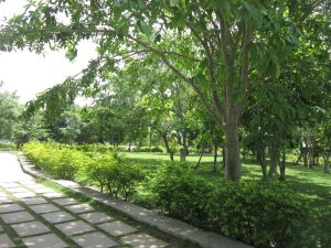 A lush green park with a variety of trees and shrubs. Sunlight filters through the leaves, casting dappled shadows on the grass. A stone pathway runs along the side of the park.