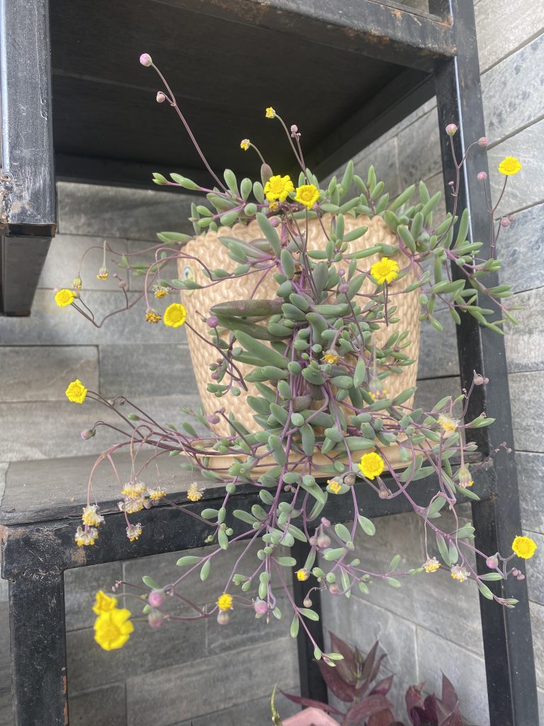 A potted plant with green succulent leaves and small yellow flowers sits on a metal shelf against a tiled wall. The plant has long, trailing stems with flower buds.