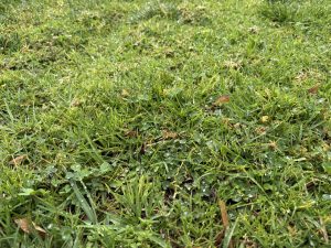 Water droplets pool on grass and clovers.