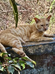 A tabby street cat in a sleeping mode. 