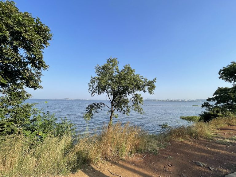 A scenic view of a lake with calm water, surrounded by lush green trees and grass. A tree stands prominently in the foreground, while a distant town is visible on the horizon under a clear blue sky.