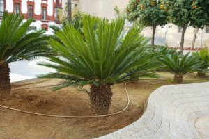 Young palm trees by a curved pathway with a background of orange trees.