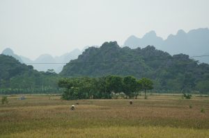 Rice field in the mountains of Vietnam. Several people can be seen working in the distance.