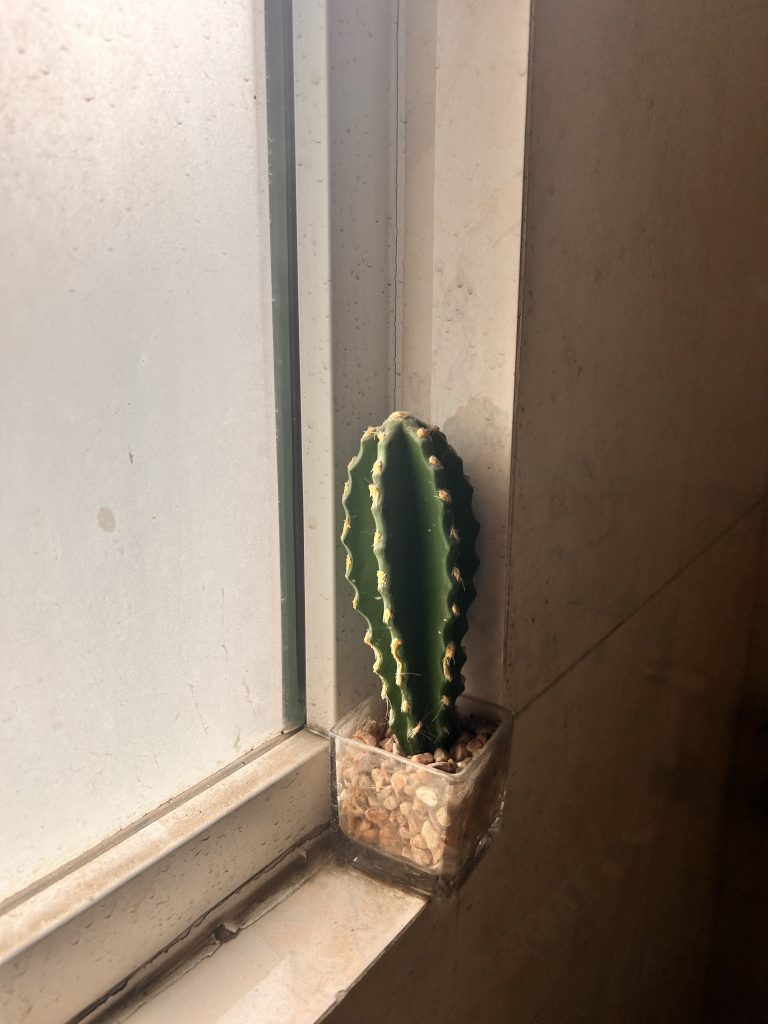 A small green cactus in a transparent pot filled with pebbles placed on a windowsill with natural light coming through a foggy, textured glass window.