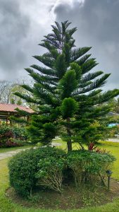 A beautifully symmetrical pine tree stands tall against a dramatic cloudy sky, adding a touch of serenity to the garden.