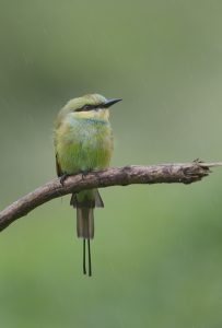 

A green bee eater bird with a long tail sits perched on a branch against a blurred green background.