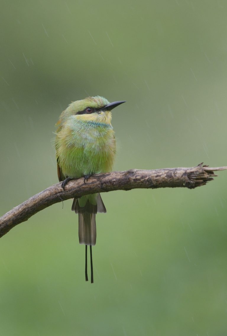 A green bee eater bird with a long tail sits perched on a branch against a blurred green background.