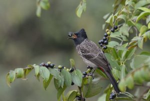 

A bulbul bird with dark plumage and a distinctive black crest perches on a branch, holding a small, dark berry in its beak. The branch is adorned with green leaves and clusters of similar berries.