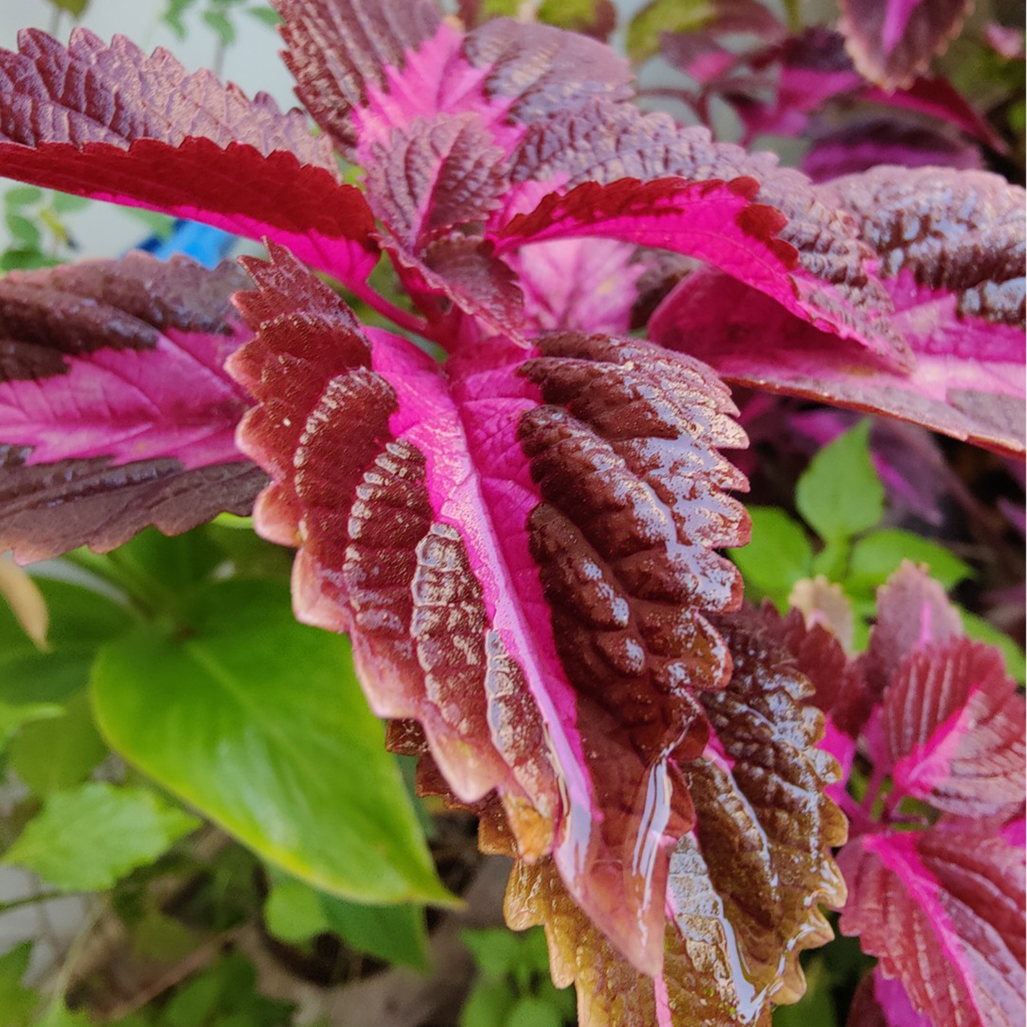 Close-up image of vibrant leaves with serrated edges, displaying a mix of deep pink and maroon colors. The surface of the leaves is glossy, indicating they are wet.