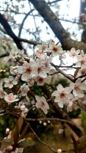 A cluster of delicate white cherry blossoms with pink centers, blooming on a tree branch against a blurred background of more blossoms and branches.