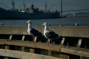 Two seagulls on the edge of a railing on the coast with a ship in the background