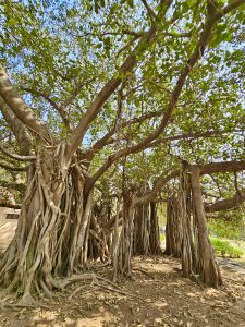 A Ficus benghalensis tree with multiple thick roots, from Aga Khan place, Pune. It is commonly known as the banyan, banyan fig, or Indian banyan tree.