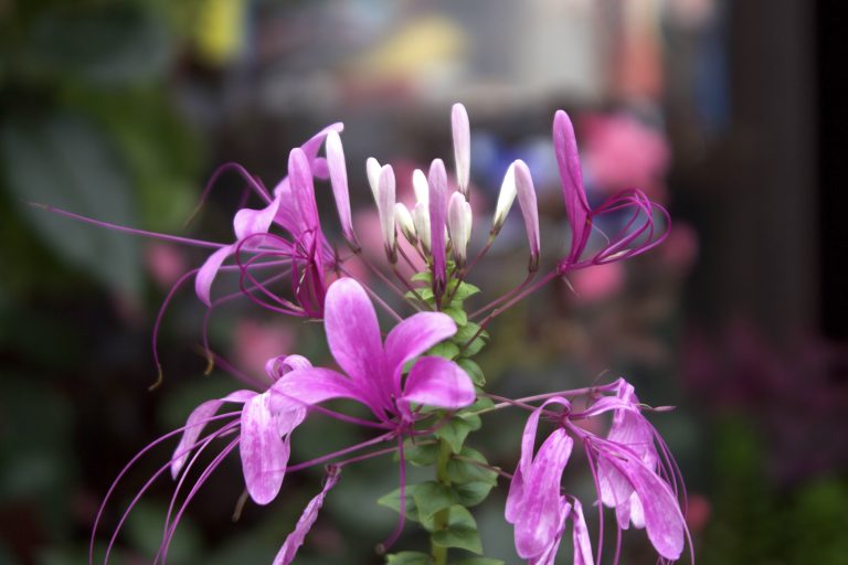 Close-up of a blooming Cleome flower with vibrant pink and white petals against a blurred background of greenery and soft colors.