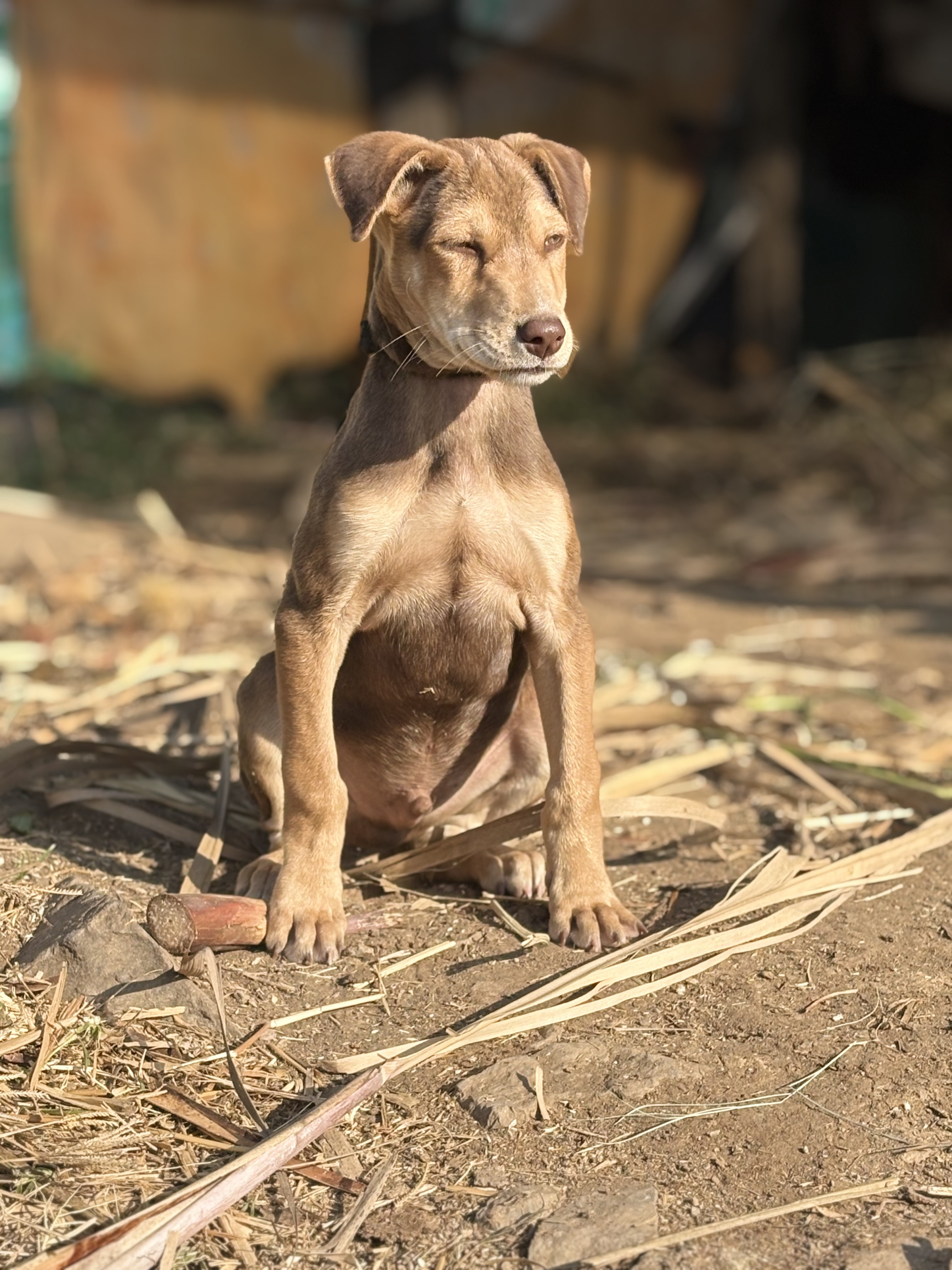 A brown dog is sitting on the ground outdoors, surrounded by scattered dry leaves and sticks. The dog has its eyes partially closed, and sunlight is illuminating its fur.