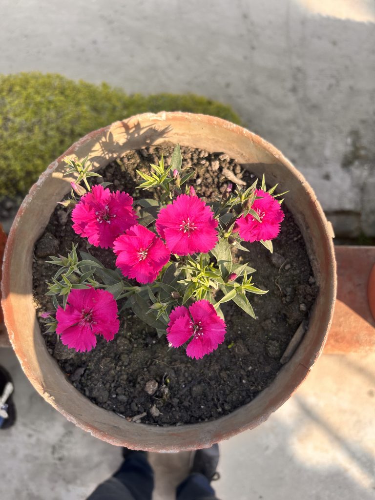 A top view of a terracotta pot containing vibrant pink flowers with green leaves planted in dark soil.