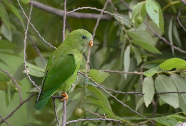 A small, bright green parrot perched on a thin branch surrounded by green leaves.