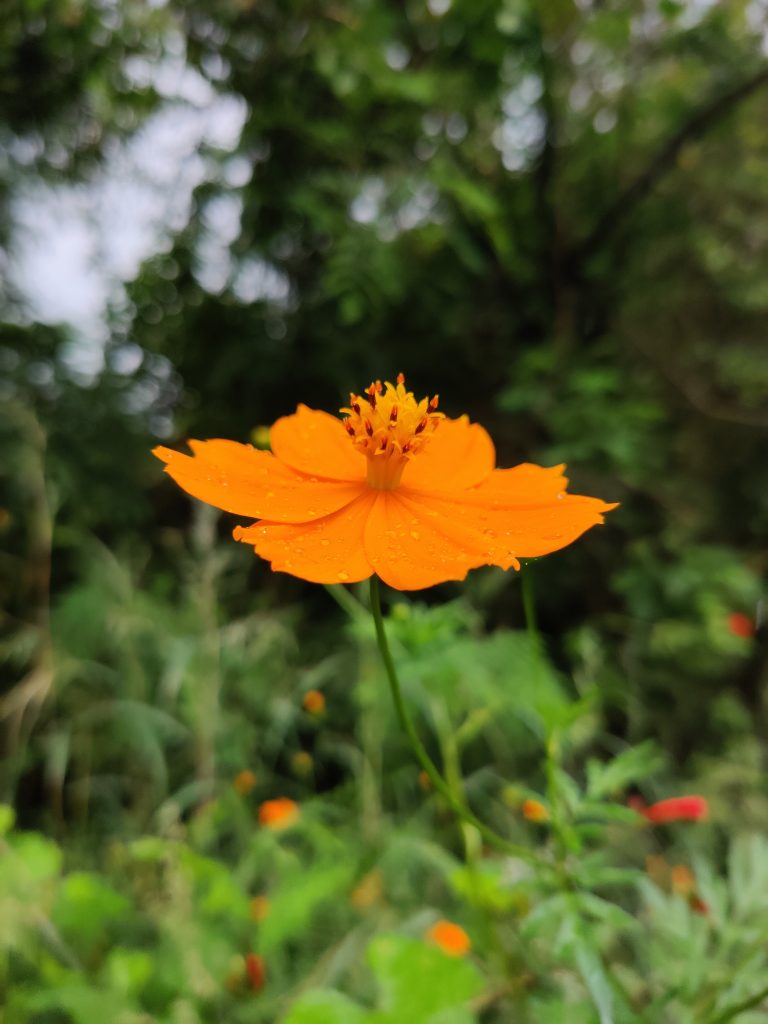 A close-up of an orange flower with delicate petals and water droplets, set against a blurred green background.