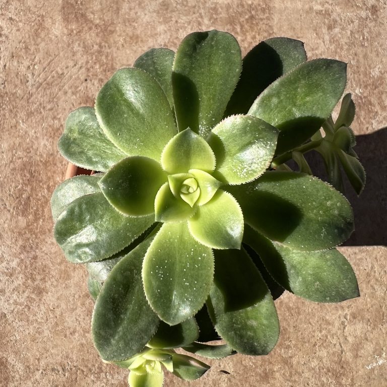 Top view of a succulent plant illuminated by the sun. Its leaves are intense green. The plant casts a shadow on the right side. The background is a light brown floor.