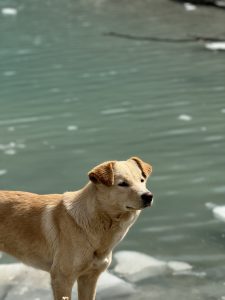 A light brown dog standing by a body of calm water, looking into the distance.