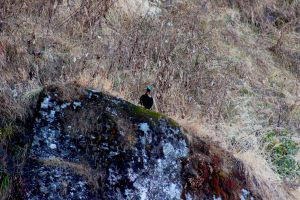 

A Munal bird perched on a moss-covered rock amidst dry grass and sparse shrubbery on a hillside.