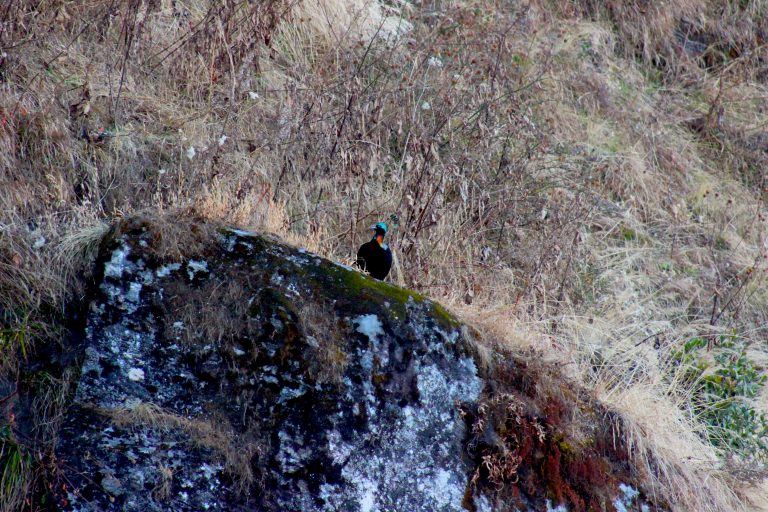 A Munal bird perched on a moss-covered rock amidst dry grass and sparse shrubbery on a hillside.