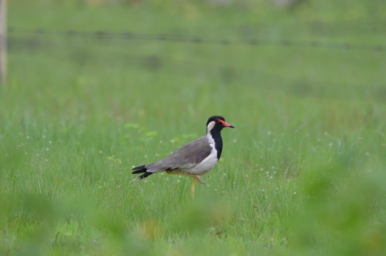 A black, white, and gray lapwing bird with a red beak and yellow legs stands in a field of green grass.