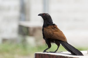 
The greater coucal bird  with glossy black feathers on its head and reddish-brown wings and body stands on a concrete surface, looking to the side. 