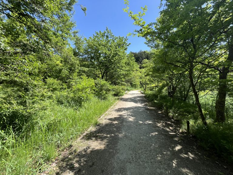 A sunlit dirt path winding through a lush, green forest with trees lining both sides under a clear blue sky.