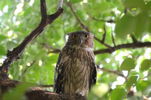 An owl with striking orange eyes perched on a tree branch, surrounded by lush green leaves.