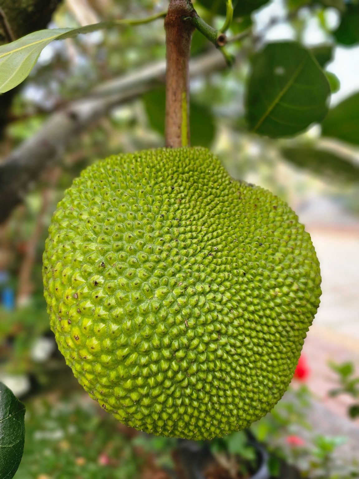 Close up of a tender jackfruit. From a resort in Kozhikode, Kerala.