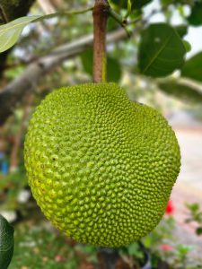 Close up of a tender jackfruit. From a resort in Kozhikode, Kerala.