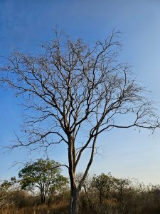 A leafless tree against blue sky. Morning view from Hanuman Tekdi, Pune.