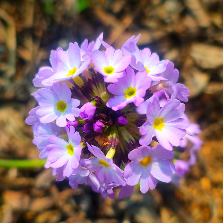 A close-up of a cluster of purple flowers with yellow centers, viewed from above. The background is blurred, emphasizing the vibrant colors of the petals.