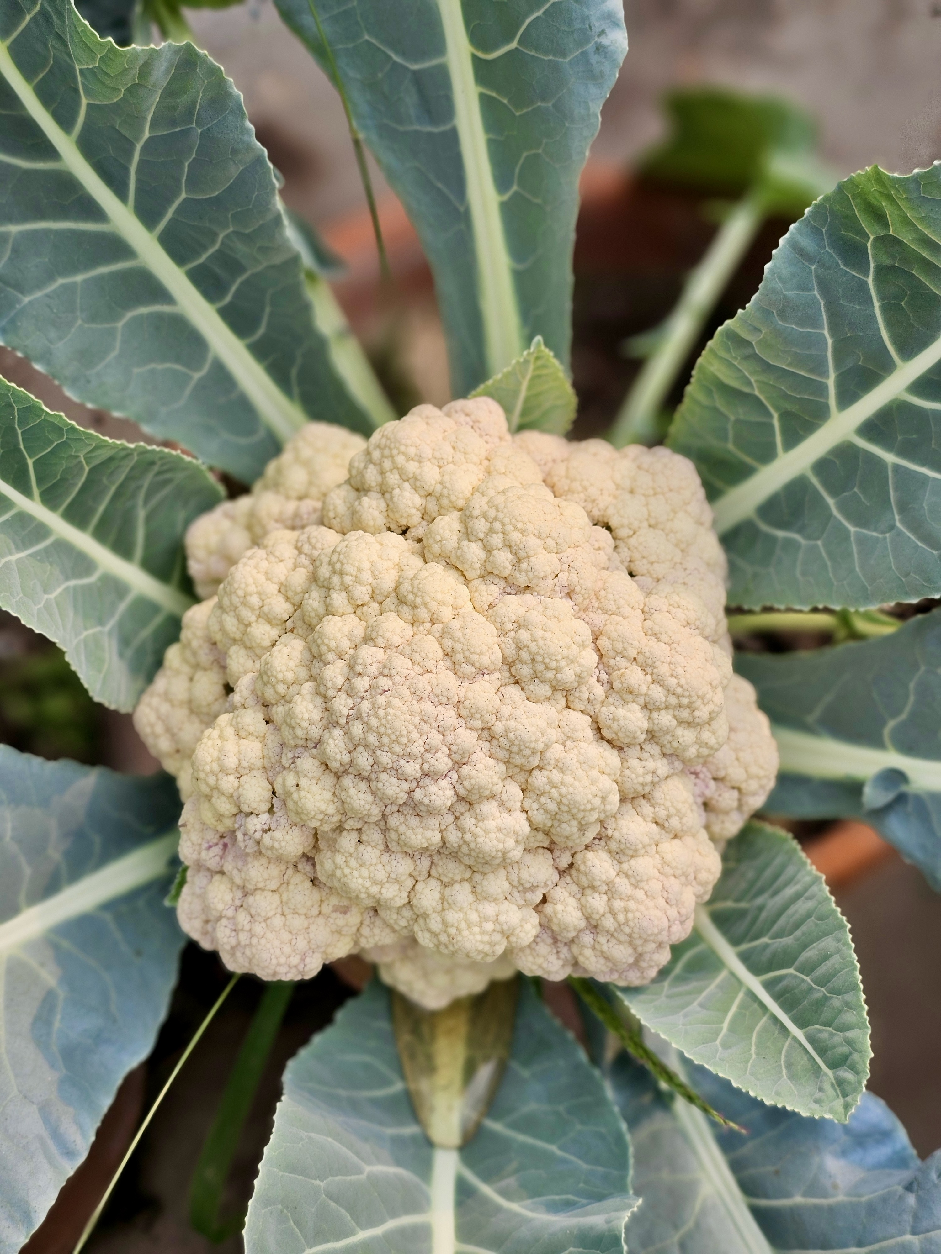 Close up of a fresh cauliflower growing in the garden.